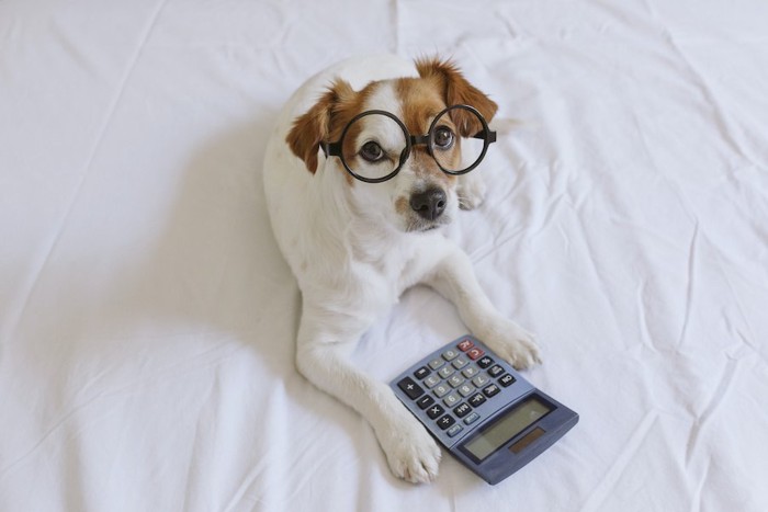 計算機と眼鏡をかけた犬