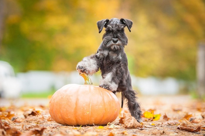 かぼちゃと犬