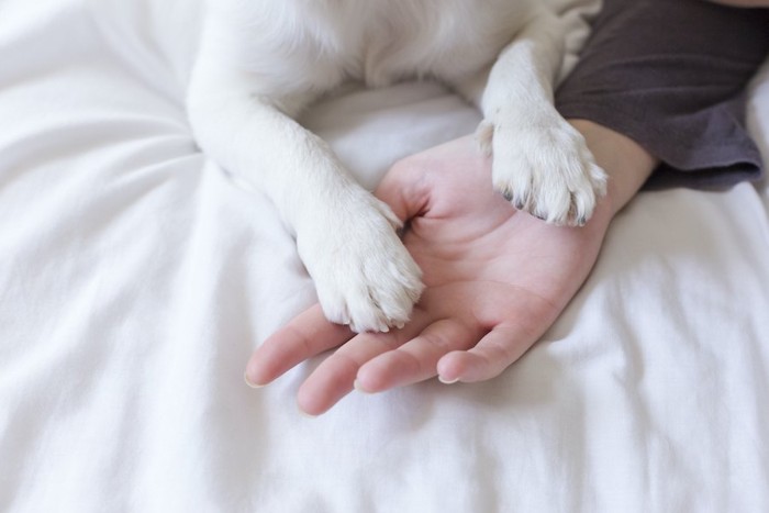 ベッドで寝ている飼い主の手に置かれた犬の前足