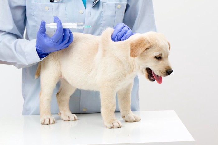 病院でワクチンを接種する子犬
