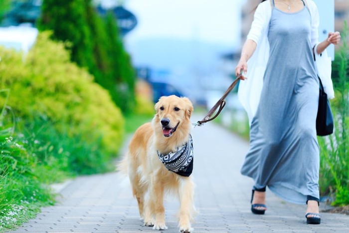 自然の中の散歩を楽しむ女性と犬
