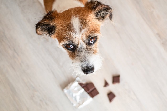 床に落ちたチョコレートと見上げる犬