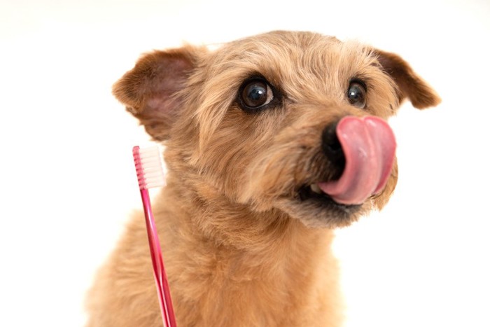 舌なめずりをしている犬