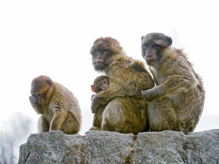 3匹のお猿