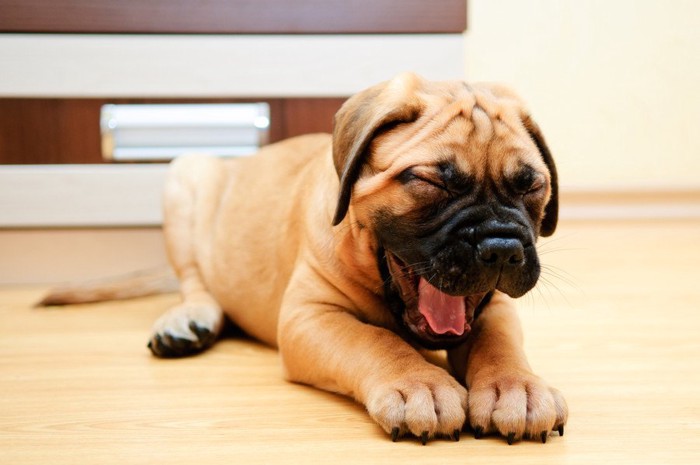 あくびをするブルマスティフの子犬