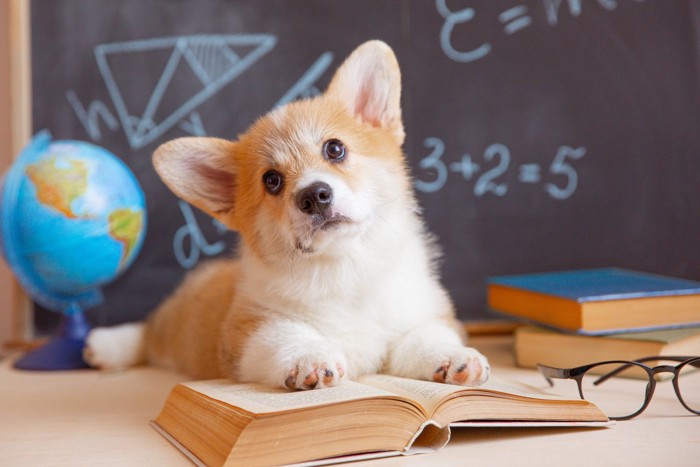 勉強する犬のイメージ