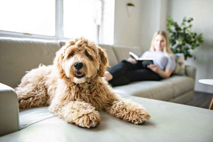 ソファーに座る女性と犬