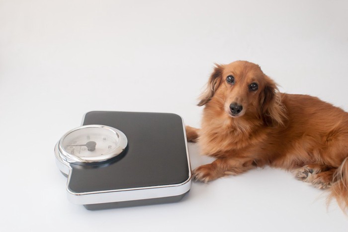 体重計と犬