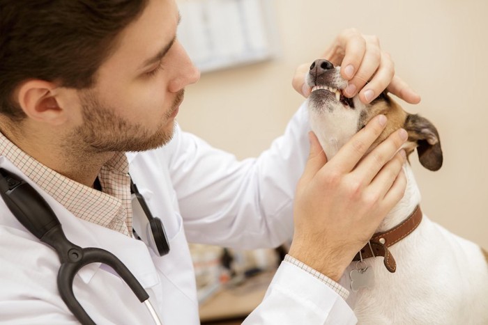 獣医師に口の中を診察されている犬