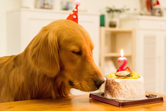 犬用ケーキと誕生日のわんちゃん