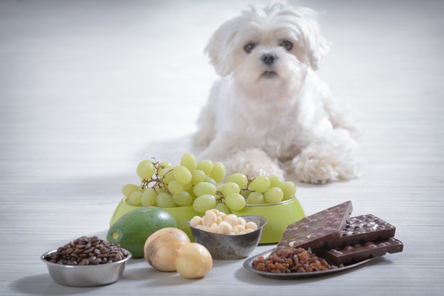 犬にとって危険な食べ物と白い小型犬