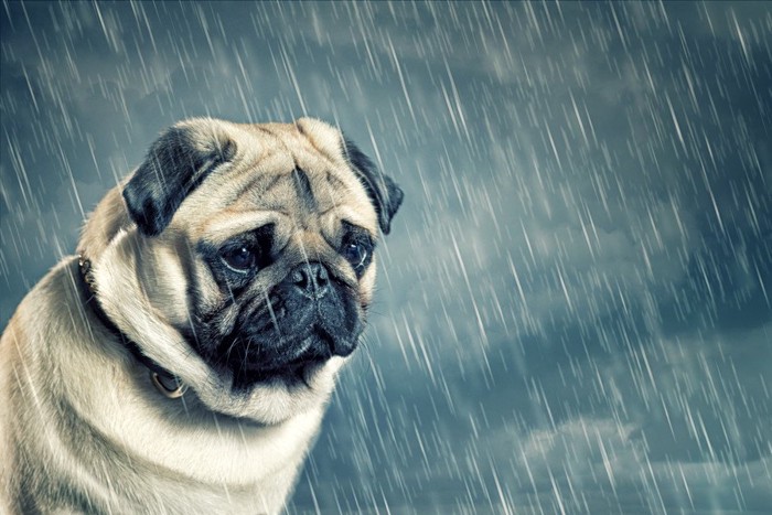 雨で落ち込んでいる犬