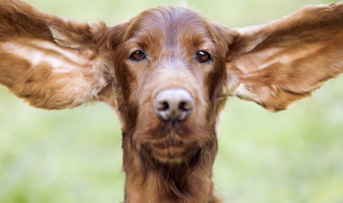 大きな耳を広げた犬の顔
