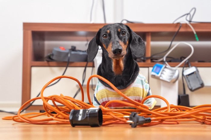 電気コードで遊ぶ犬