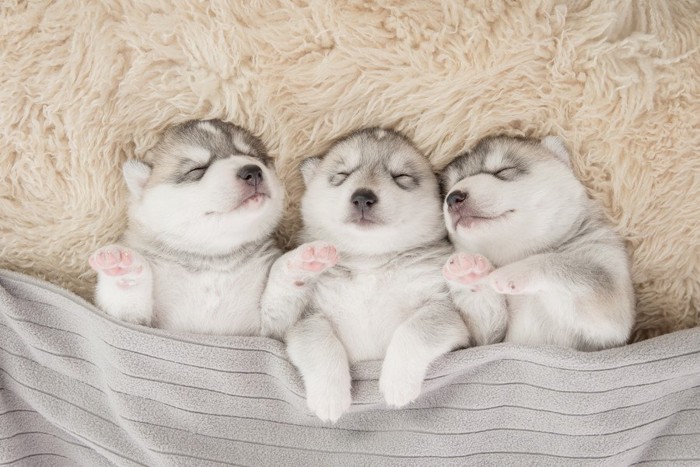 仰向けで眠る3頭のシベリアン・ハスキーの子犬
