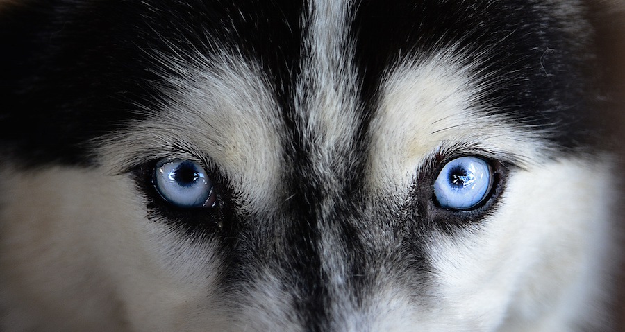 青い目のハスキー犬アップ