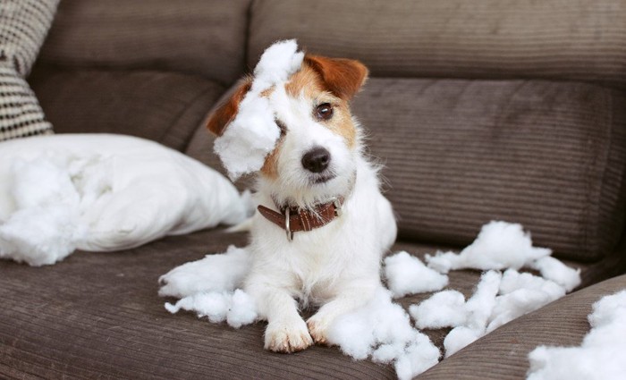 ソファの上でクッションの綿にまみれる犬