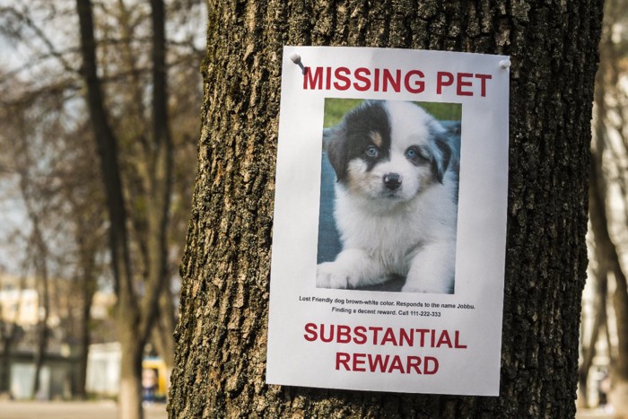 迷子の犬のポスター