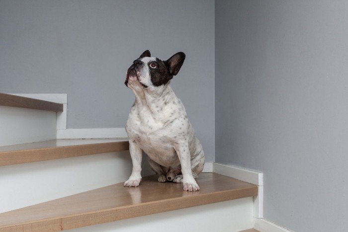 階段に座って見上げる犬