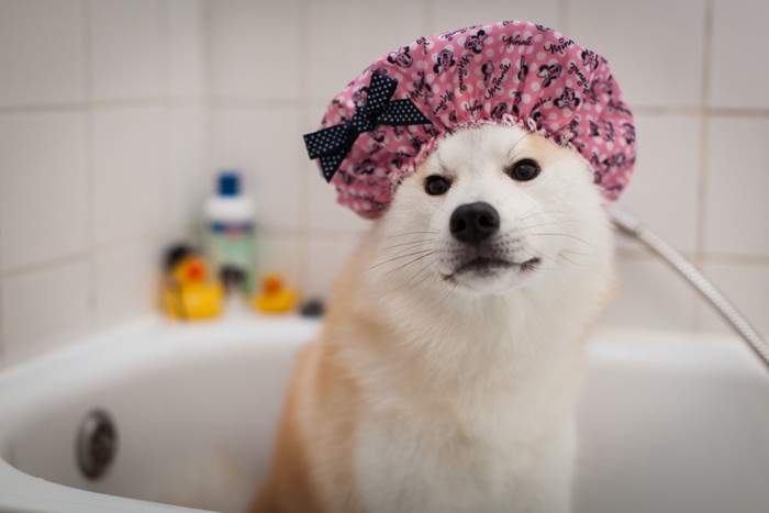 シャワーキャップをしている日本犬