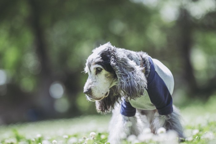 散歩するイングリッシュコッカースパニエルの老犬