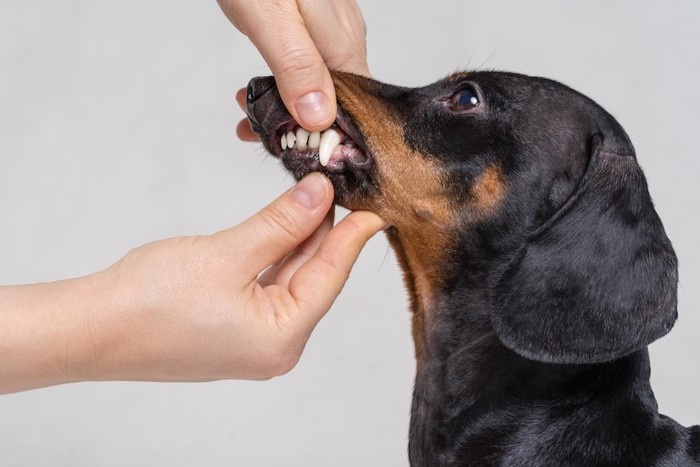 犬の歯を調べる人の手