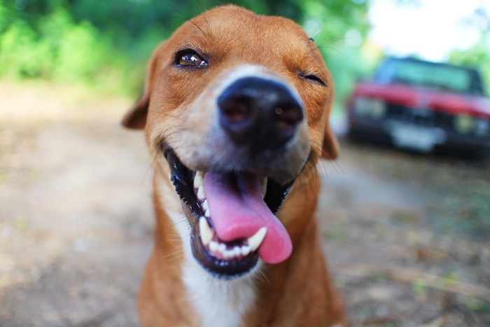 舌を出して嬉しそうな表情の犬