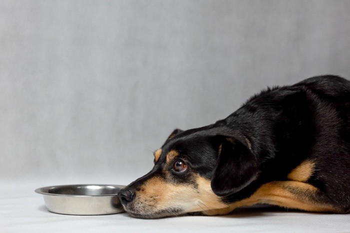 皿の横で伏せる犬