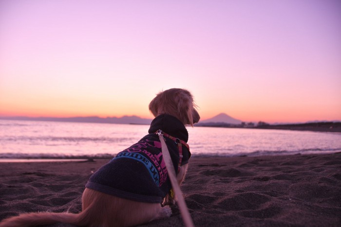夕焼けの富士山を見つめる犬
