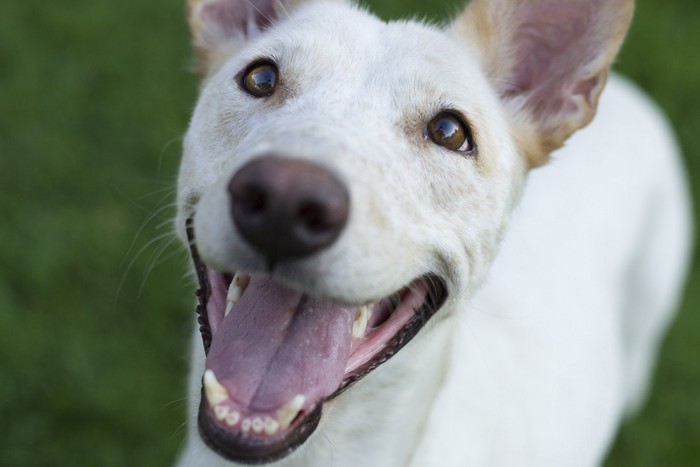 笑う白い犬