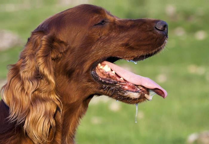 ヨダレが垂れる口元、垂れ耳の犬の横顔のアップ
