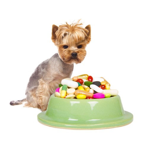 ドッグフード皿に乗った薬を見つめる犬