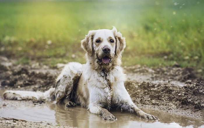 泥まみれの犬