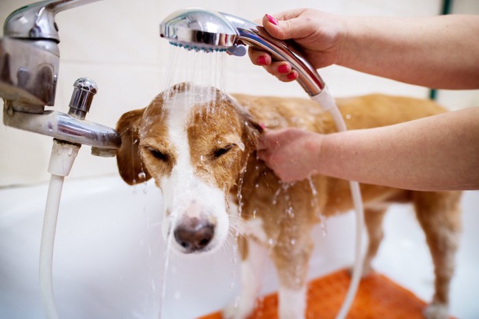 頭からシャワーをかけられるビーグル犬