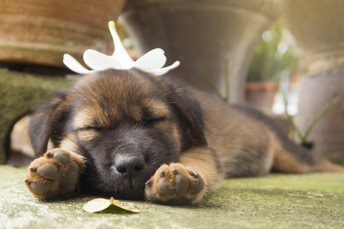 頭の上に花を乗せて眠る子犬