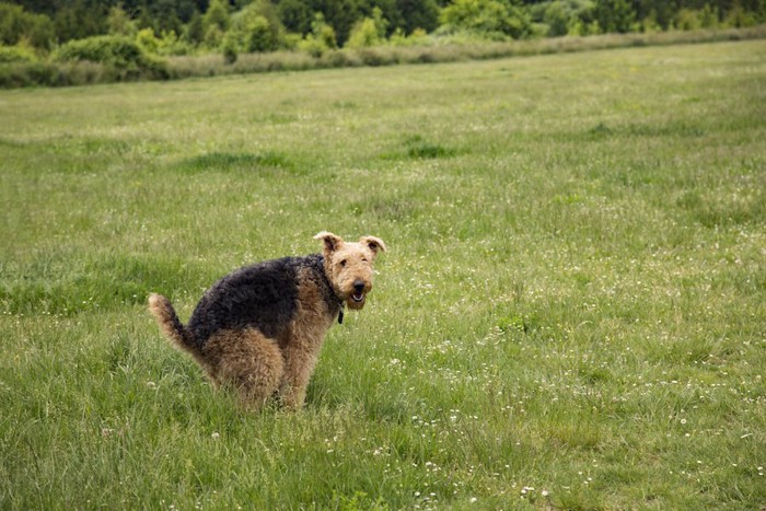 草原でウンチポーズをしている犬