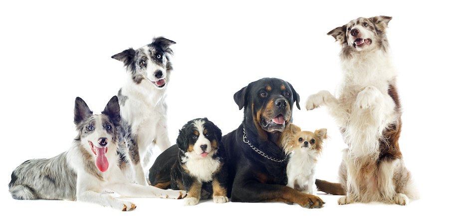 寄り添う様々な種類の6匹の犬