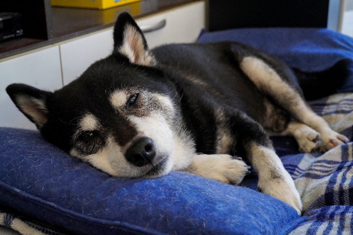 ペット用ベッドで昼寝する老犬