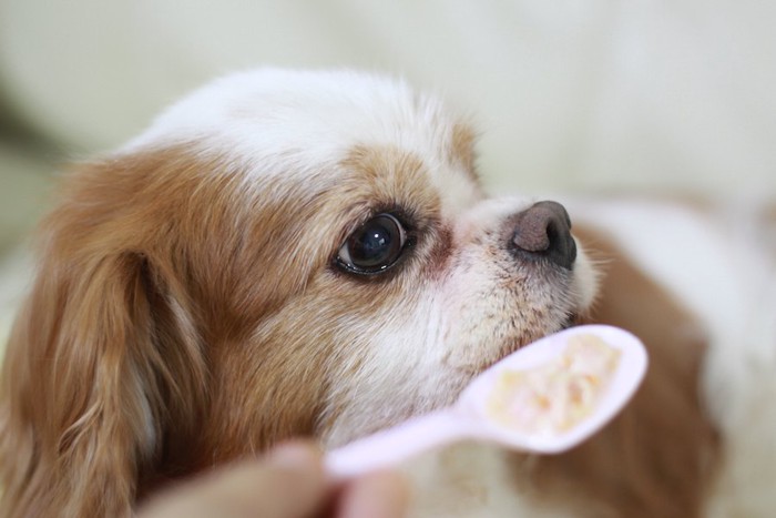 スプーンで食事を促されている犬