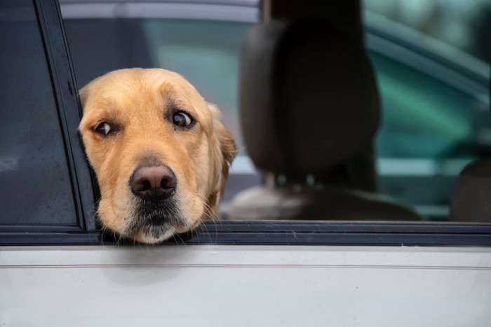 車窓からしんどそうな顔を出す犬