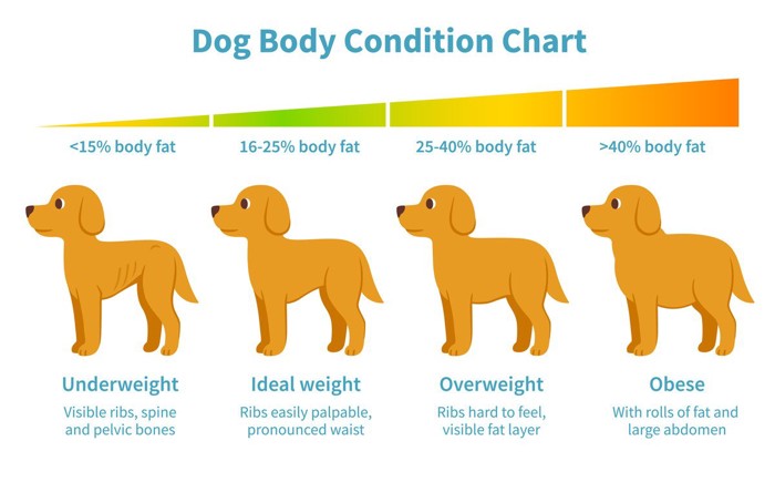 Dog body weight chart、イラスト