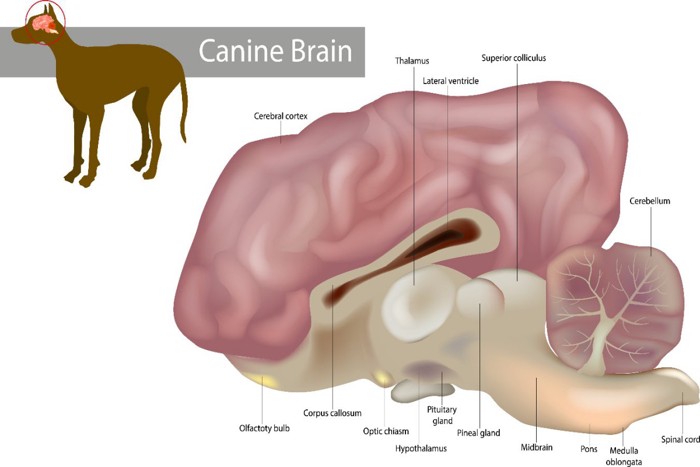 犬の脳のイラスト