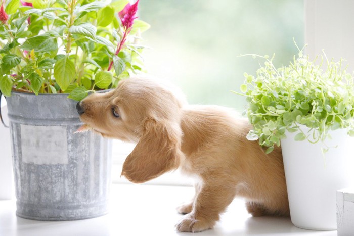 観葉植物の匂いを嗅ぐ子犬