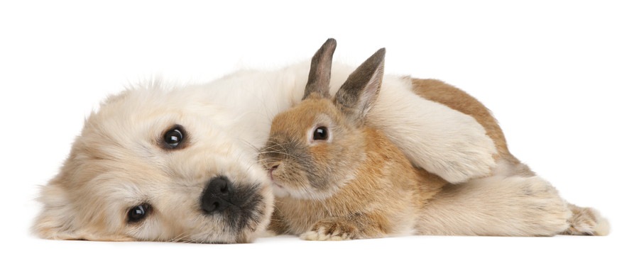 子犬と子ウサギ