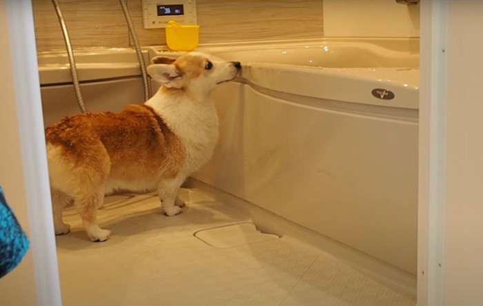 お風呂を見る犬