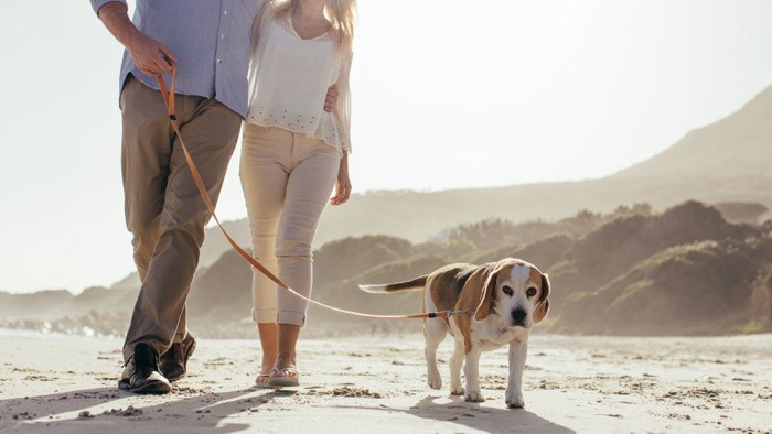 散歩するカップルと犬