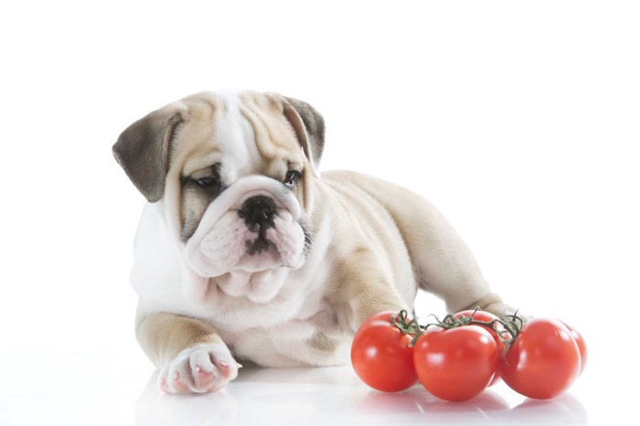 子犬とミニトマト
