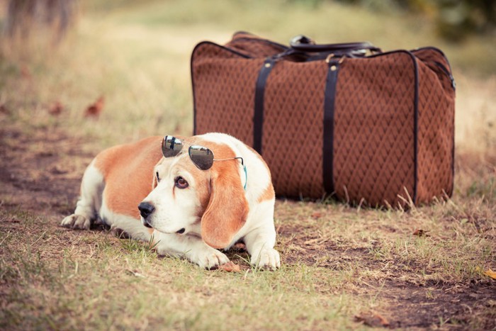 旅行鞄と犬