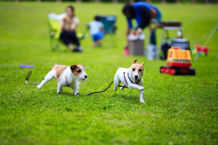 芝生の広場で走る二頭の犬