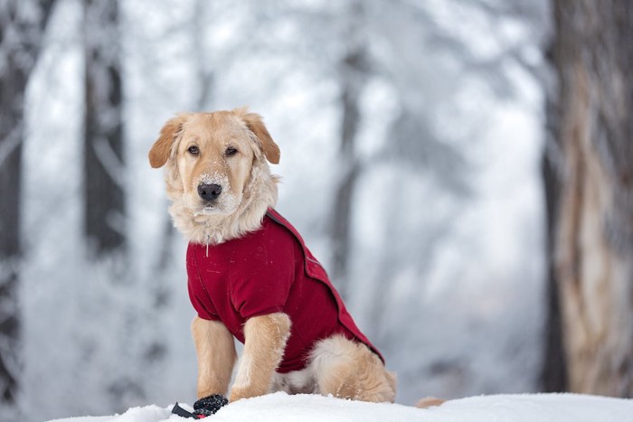 雪の中で座る赤い服を着た犬